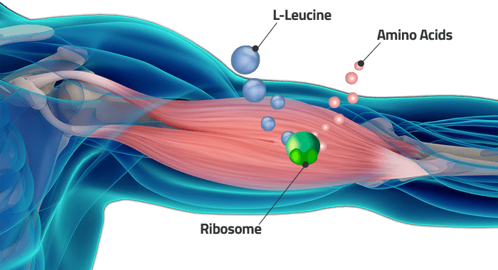 Signaling Pathway