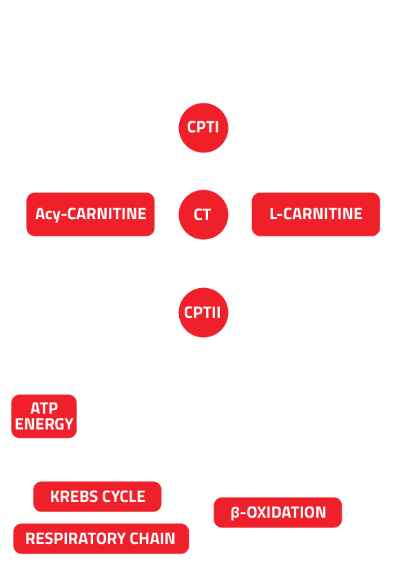 L-Carnitine Diagram
