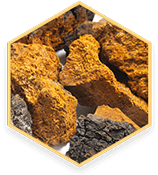 Chaga Mycelium