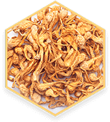 Cordyceps